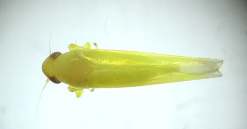 Alnetoidea alneti