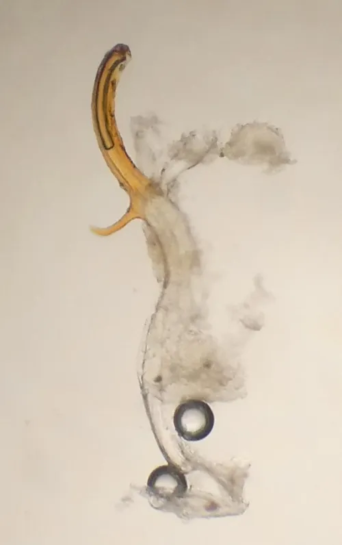 Alnetoidea alneti - photo 2
