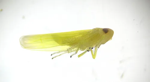 Alnetoidea alneti - photo 3