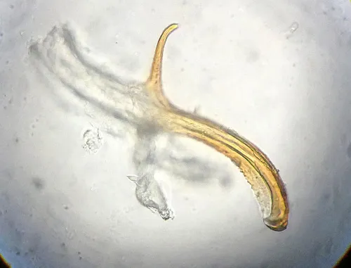 Alnetoidea alneti - photo 4