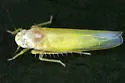 Alnetoidia alneti