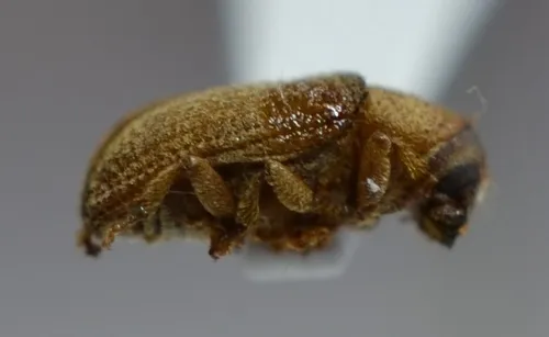 Alder Bark Beetle