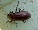 Alobates barbatus