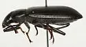 Alobates barbatus - photo 2