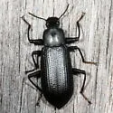 Alobates barbatus - photo 3