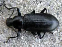 Alobates barbatus - photo 4