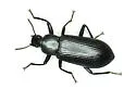 Alobates barbatus - photo 5