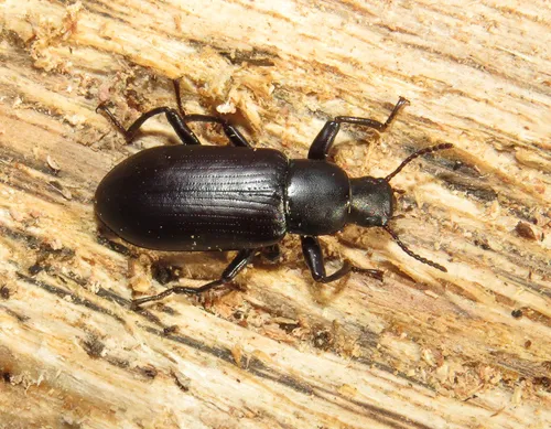 False Mealworm Beetle - photo 2