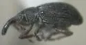 Alocentron attenuatum