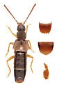Aloconota neocambrica