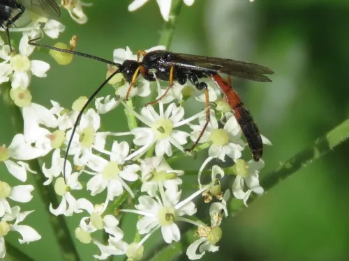Alomya debellator - photo 2
