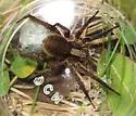 Alopecosa aculeata - Alopecosa aculeata