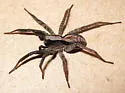 Alopecosa aculeata - photo 3