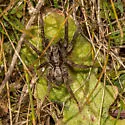 Alopecosa aculeata - photo 5