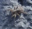 Alopecosa hirtipes