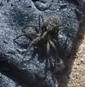 Alopecosa hirtipes - photo 2