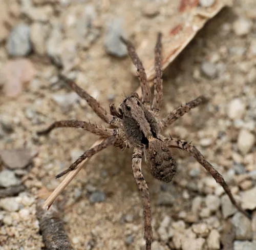 Koch's Wolf Spider - photo 2