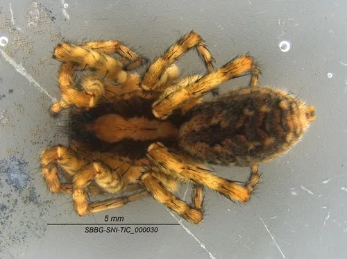 Koch's Wolf Spider - photo 3