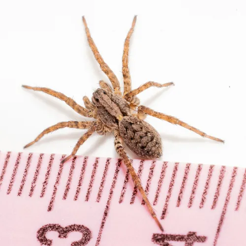 Koch's Wolf Spider - photo 4