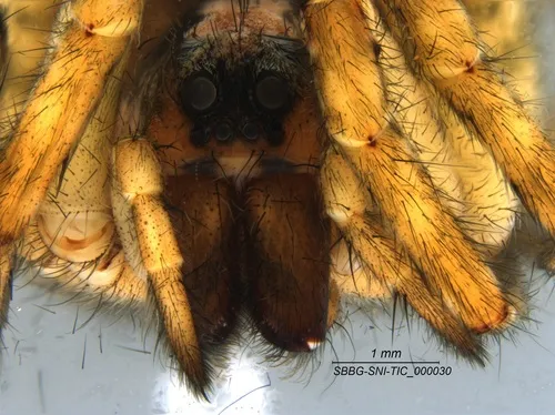 Koch's Wolf Spider - photo 5