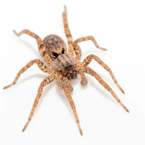 Koch's Wolf Spider - photo 6