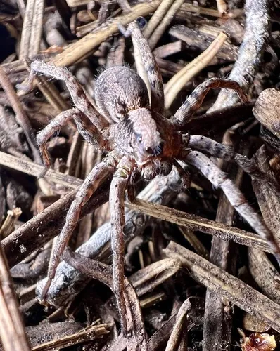 Koch's Wolf Spider - photo 7