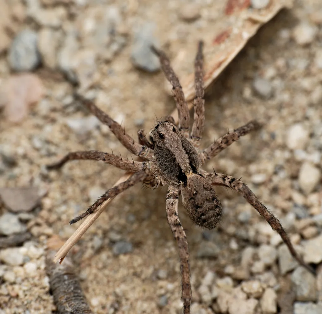 Koch's Wolf Spider - photo 8