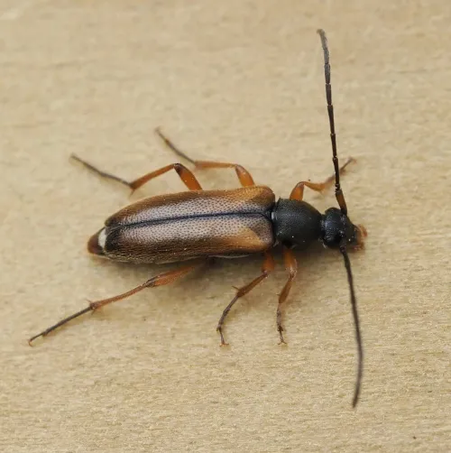 Alosterna tabacicolor