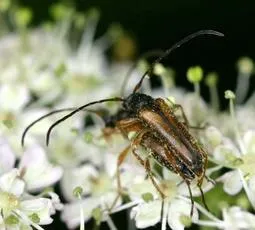 Alosterna tabacicolor - photo 2