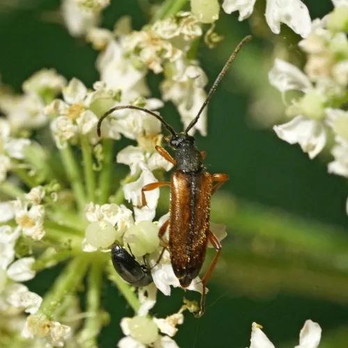 Alosterna tabacicolor - photo 3