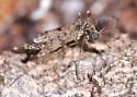 Alotanypus venustus