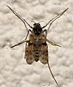 Alotanypus venustus - photo 2