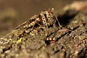 Alotanypus venustus - photo 3