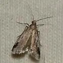 Alpheias oculiferalis - Hodges#5648