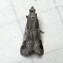 Alpheias oculiferalis - Hodges#5648 - photo 5