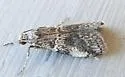 Alpheias transferens - Hodges#5646 - photo 3