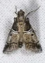 Alpheioides parvulalis - Hodges#5649 - Alpheioides parvulalis