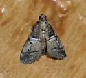 Alpheioides parvulalis - Hodges#5649 - photo 2