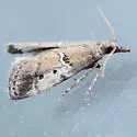 Alpheioides parvulalis - Hodges#5649 - photo 3