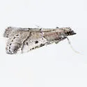 Alpheioides parvulalis - Hodges#5649 - photo 4