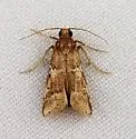 Alpheioides parvulalis - Hodges#5649 - photo 5