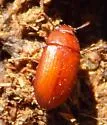 Lesser Mealworm - photo 2