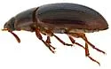 Lesser Mealworm - photo 4
