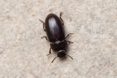 Black Fungus Beetle - Alphitobius laevigatus
