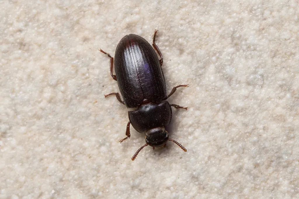 Black Fungus Beetle - photo 2