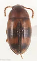 Two-banded Fungus Beetle