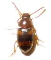 Two-banded Fungus Beetle - photo 2