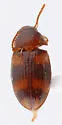 Two-banded Fungus Beetle - photo 3