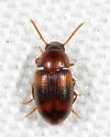 Two-banded Fungus Beetle - photo 4