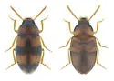 Two-banded Fungus Beetle - photo 5
